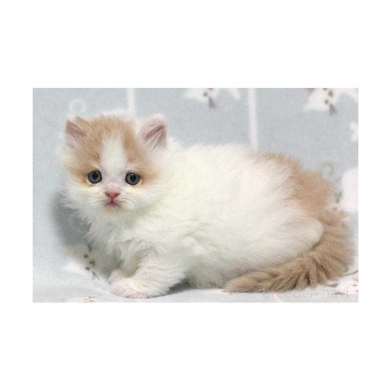 販売中の群馬県のミヌエット-133571の4枚目