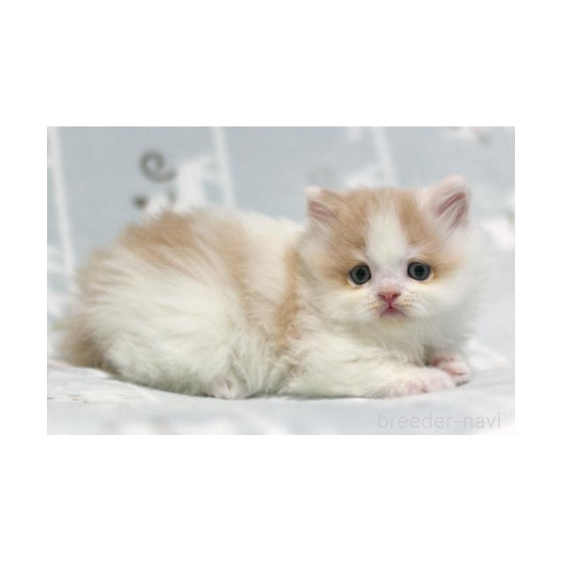 販売中の群馬県のミヌエット-133571の3枚目