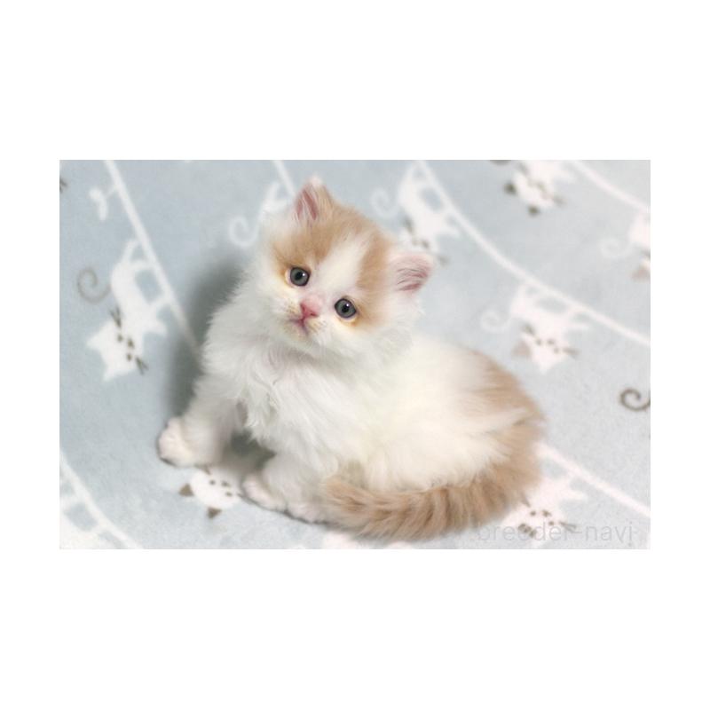 販売中の群馬県のミヌエット-133571の2枚目