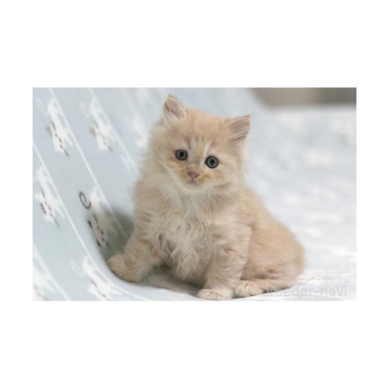 販売中の群馬県のミヌエット-133572の4枚目