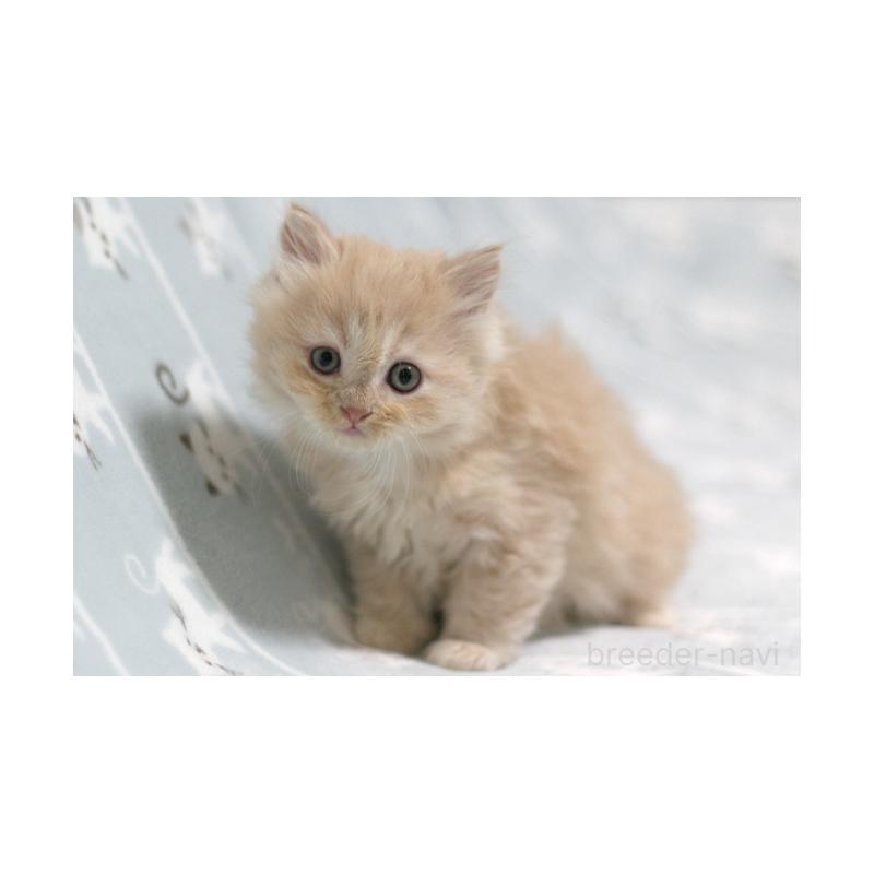 販売中の群馬県のミヌエット-133572の3枚目