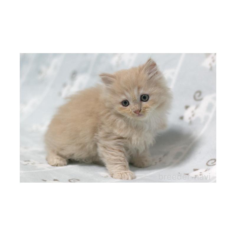 販売中の群馬県のミヌエット-133572の2枚目