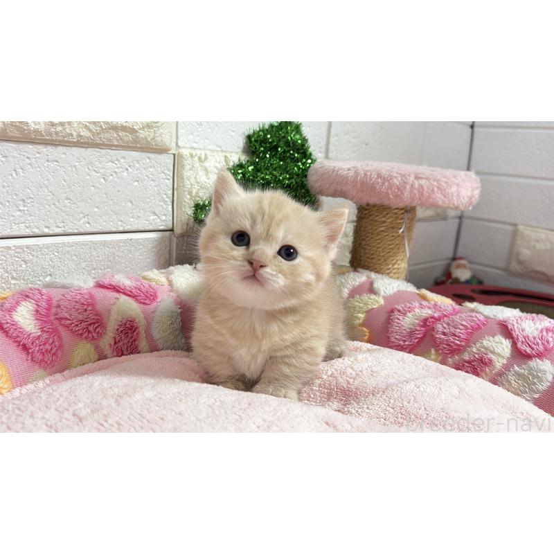 販売中の埼玉県のマンチカン(短足)-133573の20枚目