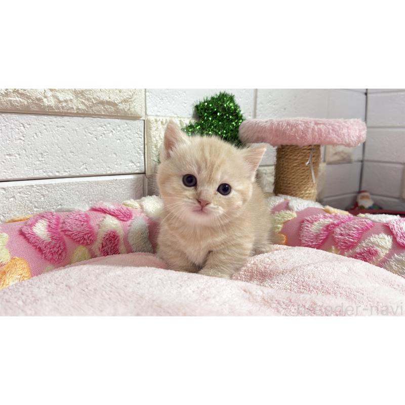 販売中の埼玉県のマンチカン(短足)-133573の19枚目