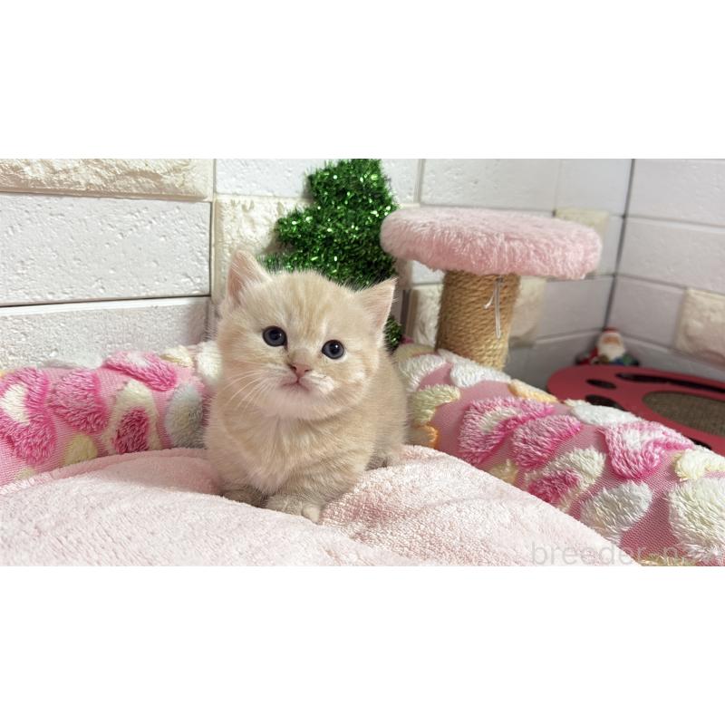 販売中の埼玉県のマンチカン(短足)-133573の18枚目