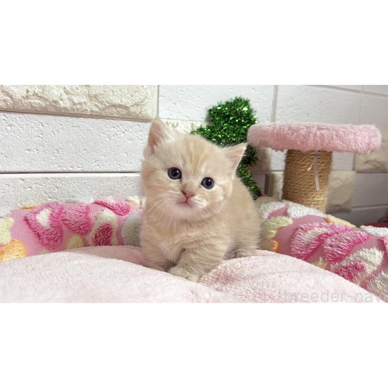 販売中の埼玉県のマンチカン(短足)-133573の17枚目