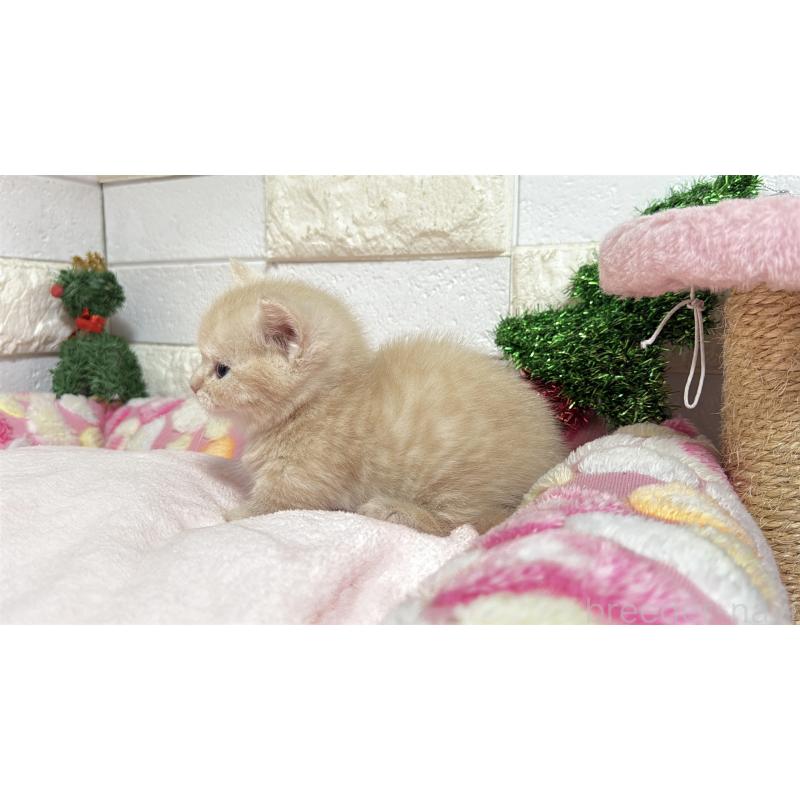 販売中の埼玉県のマンチカン(短足)-133573の16枚目