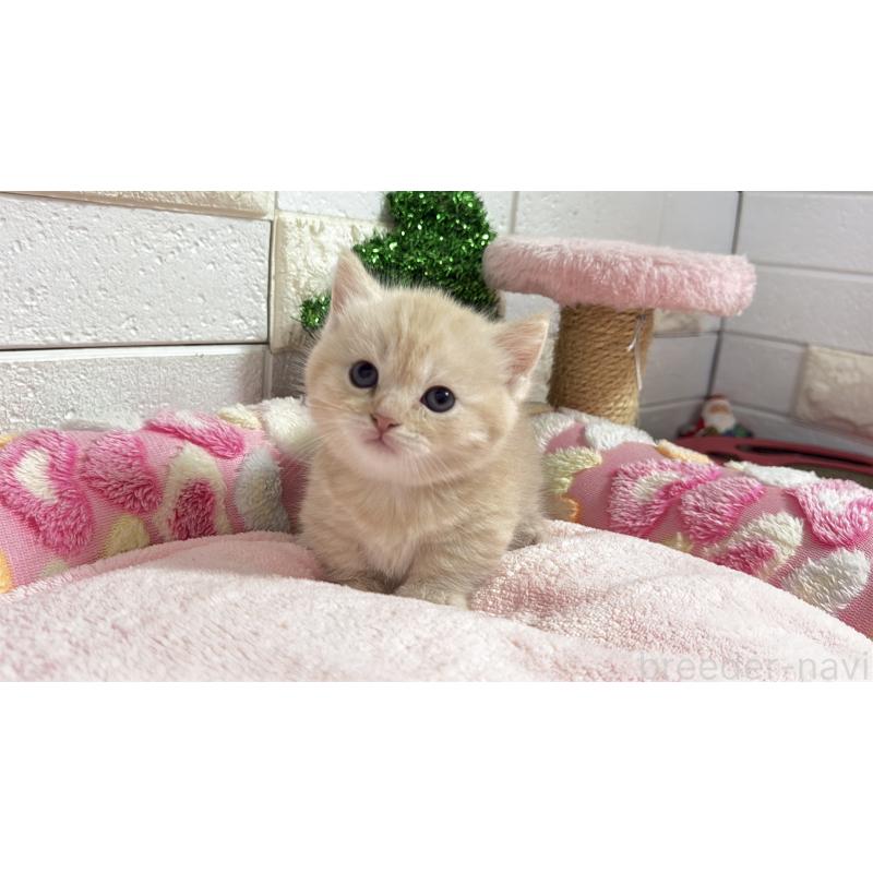 販売中の埼玉県のマンチカン(短足)-133573の15枚目