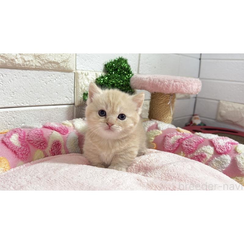 販売中の埼玉県のマンチカン(短足)-133573の14枚目