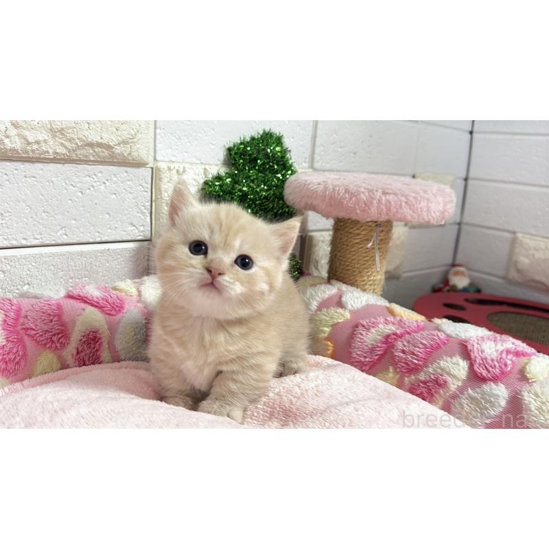 販売中の埼玉県のマンチカン(短足)-133573の13枚目