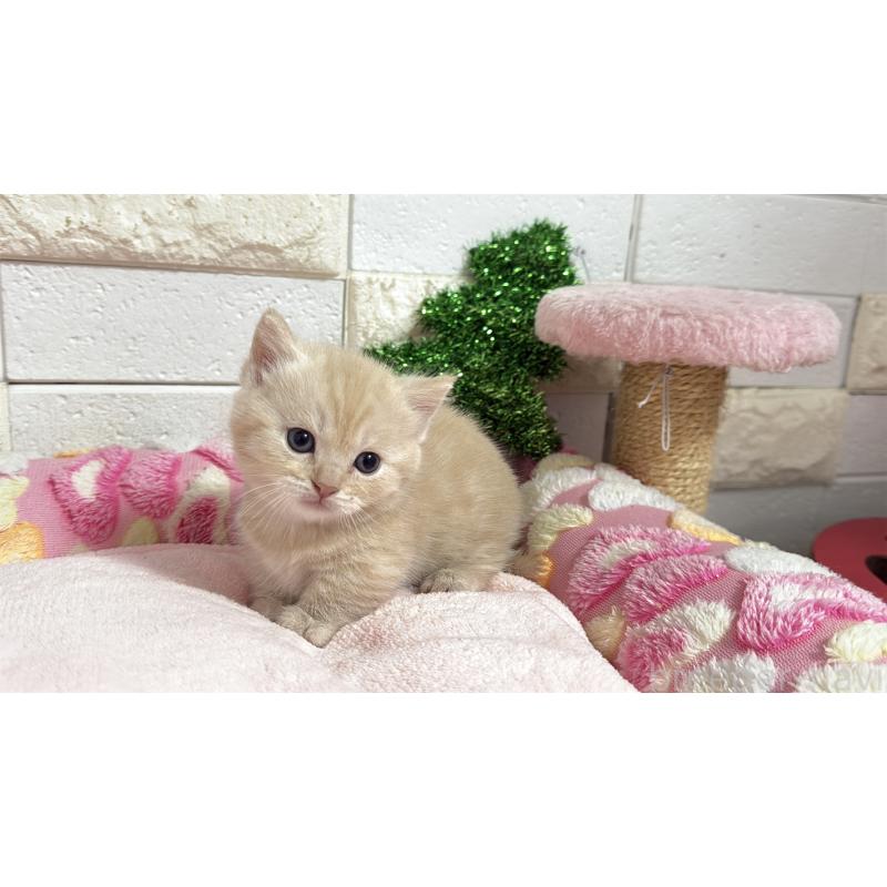 販売中の埼玉県のマンチカン(短足)-133573の12枚目