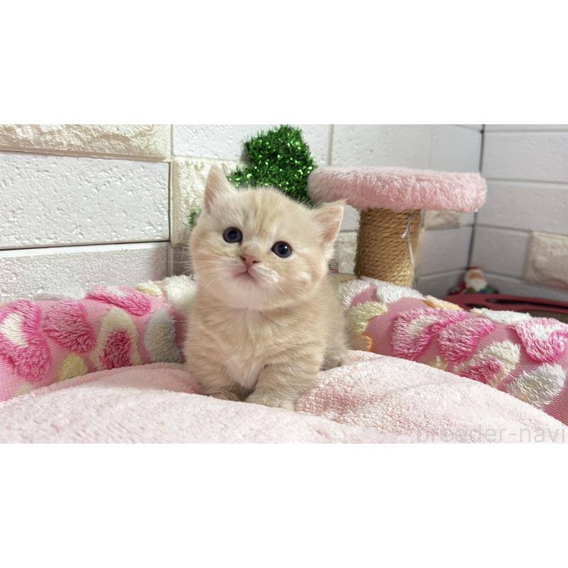 販売中の埼玉県のマンチカン(短足)-133573の11枚目