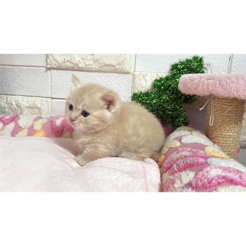 販売中の埼玉県のマンチカン(短足)-133573の10枚目