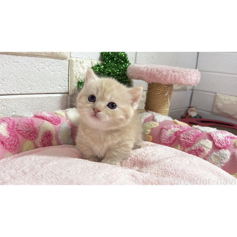 販売中の埼玉県のマンチカン(短足)-133573の9枚目