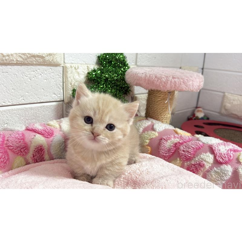 販売中の埼玉県のマンチカン(短足)-133573の8枚目