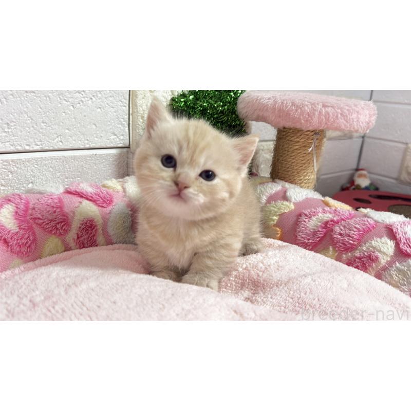 販売中の埼玉県のマンチカン(短足)-133573の7枚目