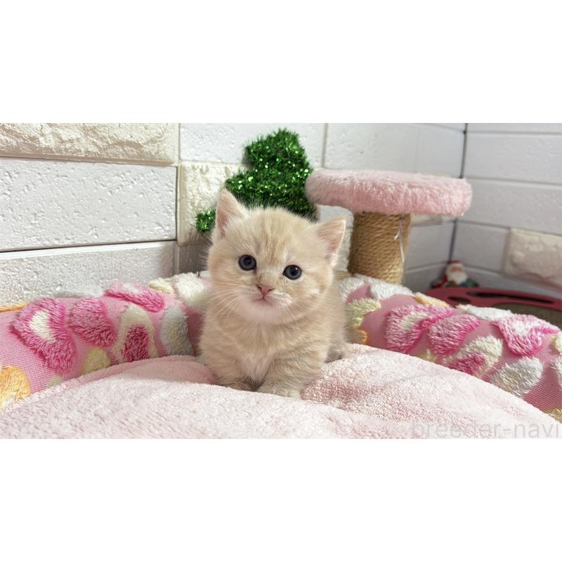 販売中の埼玉県のマンチカン(短足)-133573の6枚目