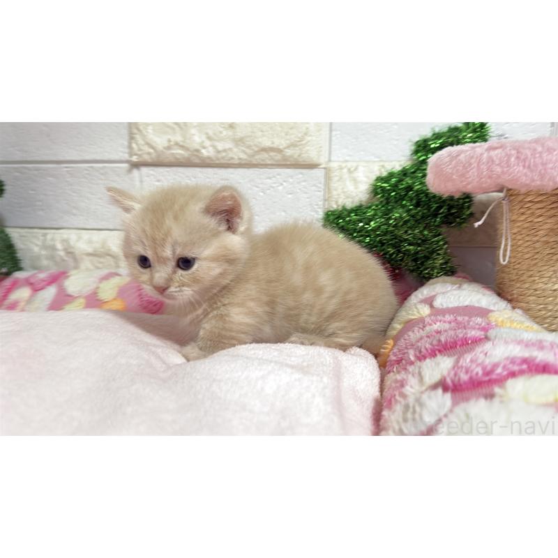 販売中の埼玉県のマンチカン(短足)-133573の5枚目