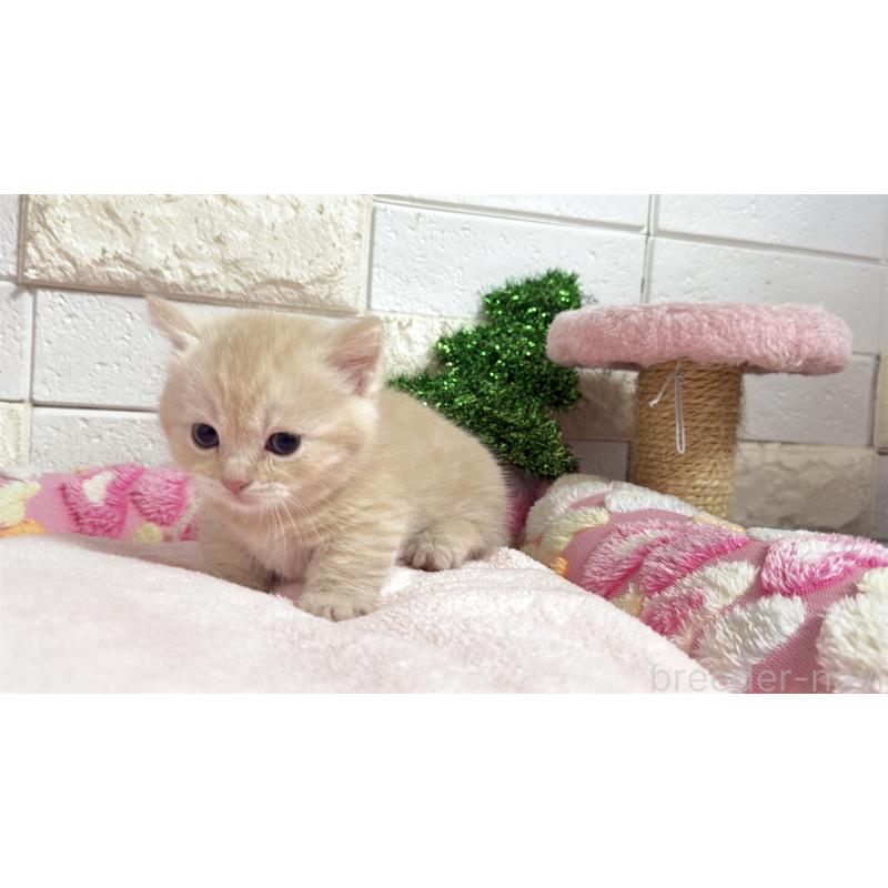 販売中の埼玉県のマンチカン(短足)-133573の4枚目