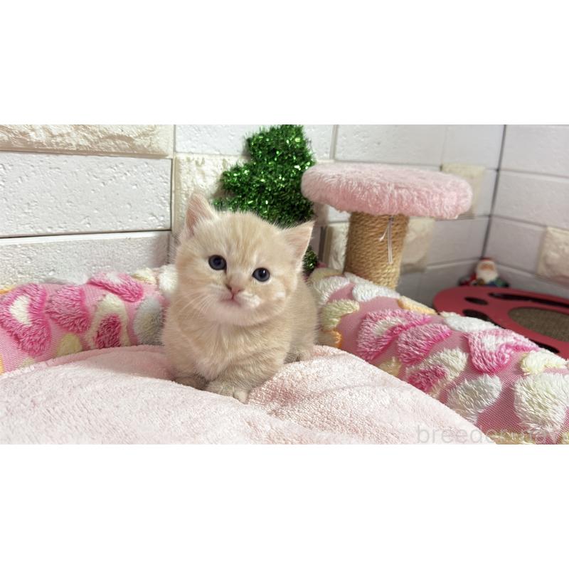 販売中の埼玉県のマンチカン(短足)-133573の3枚目