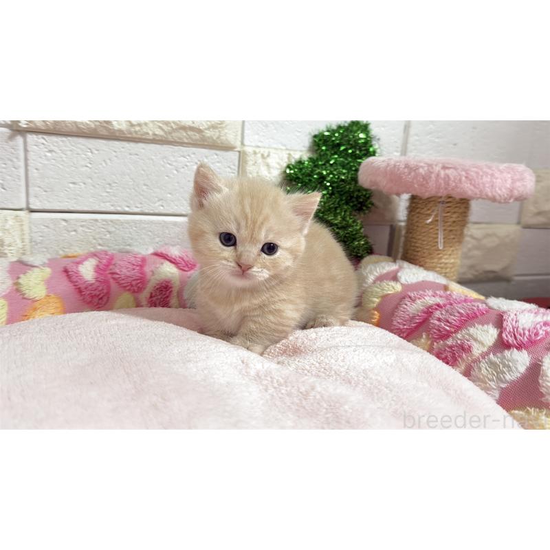 販売中の埼玉県のマンチカン(短足)-133573の2枚目