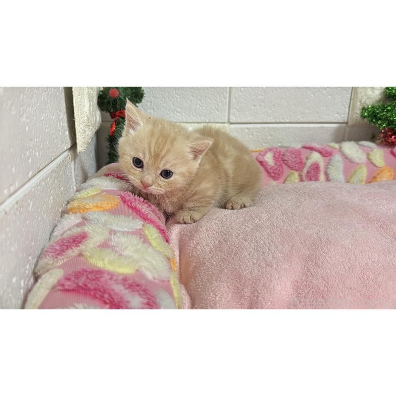 販売中の埼玉県のマンチカン(短足)-133574の1枚目