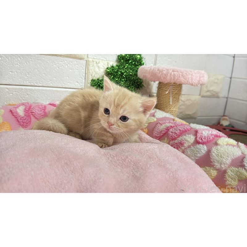 販売中の埼玉県のマンチカン(短足)-133574の13枚目