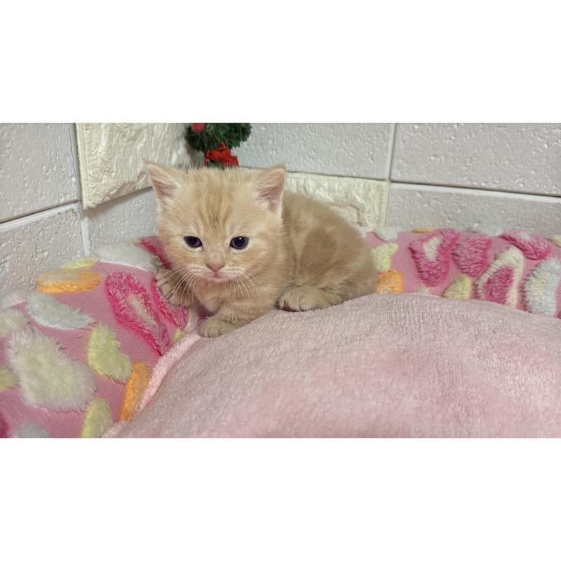 販売中の埼玉県のマンチカン(短足)-133574の12枚目