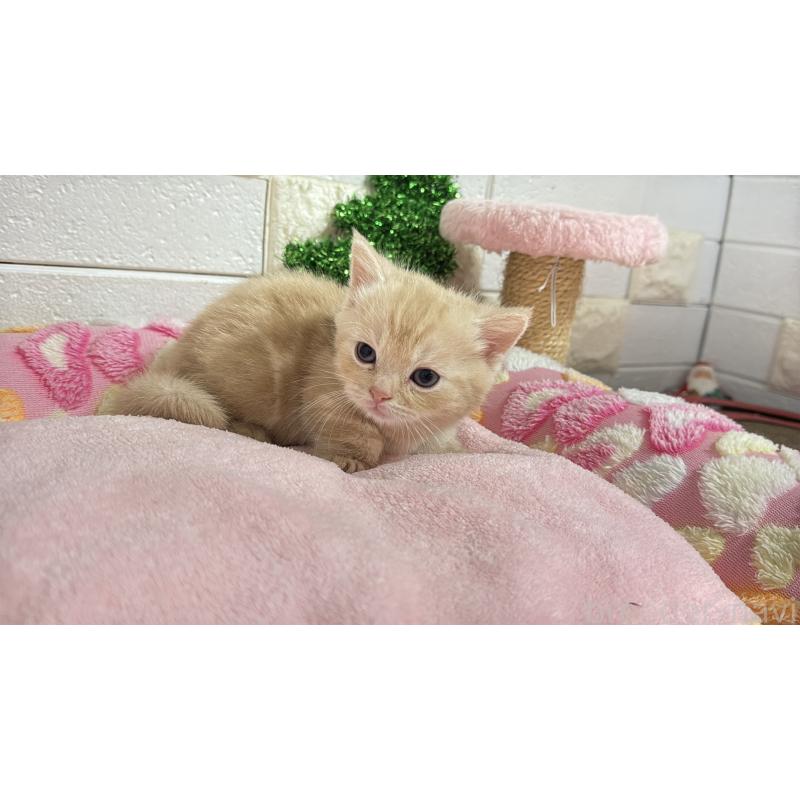 販売中の埼玉県のマンチカン(短足)-133574の11枚目