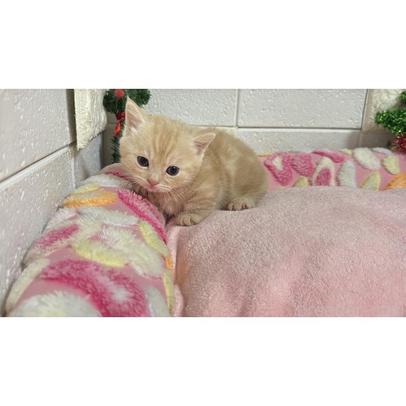 販売中の埼玉県のマンチカン(短足)-133574の10枚目