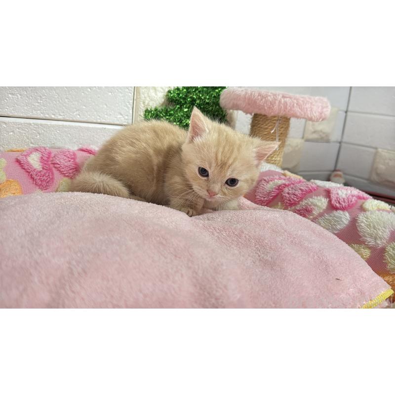 販売中の埼玉県のマンチカン(短足)-133574の9枚目