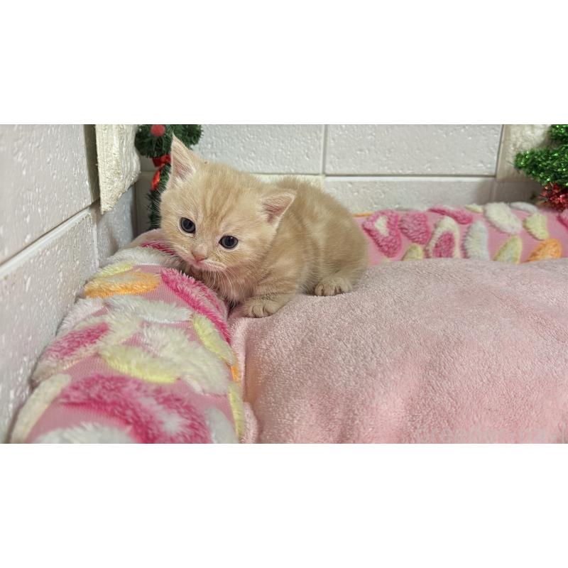 販売中の埼玉県のマンチカン(短足)-133574の8枚目