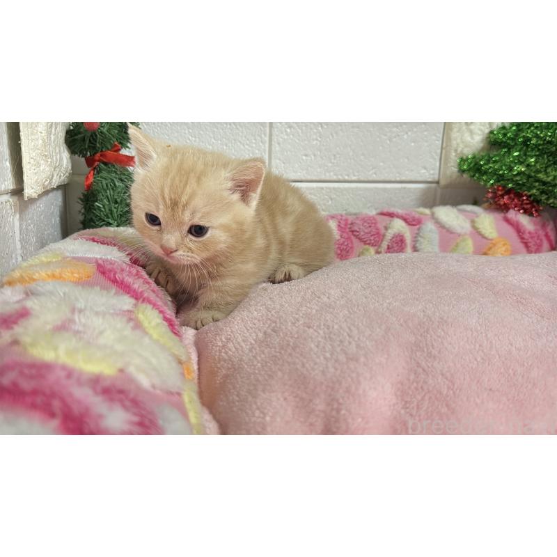 販売中の埼玉県のマンチカン(短足)-133574の7枚目