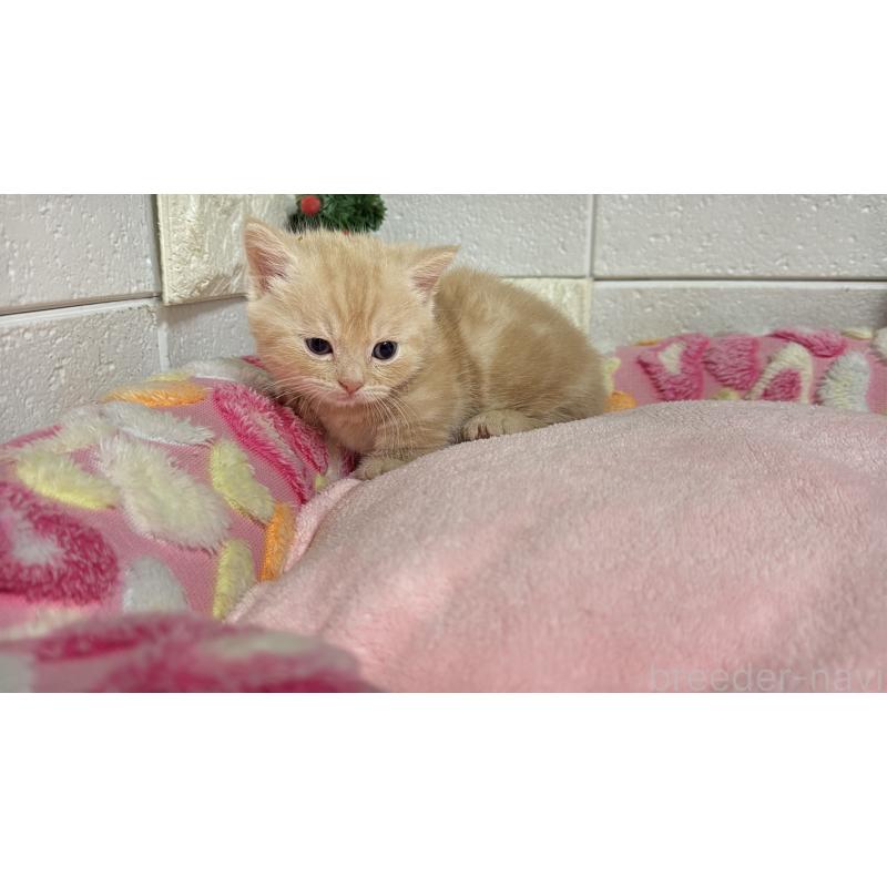 販売中の埼玉県のマンチカン(短足)-133574の6枚目