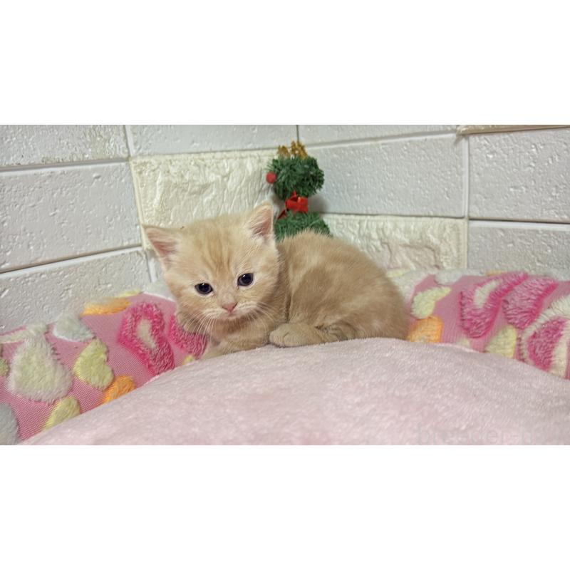 販売中の埼玉県のマンチカン(短足)-133574の5枚目