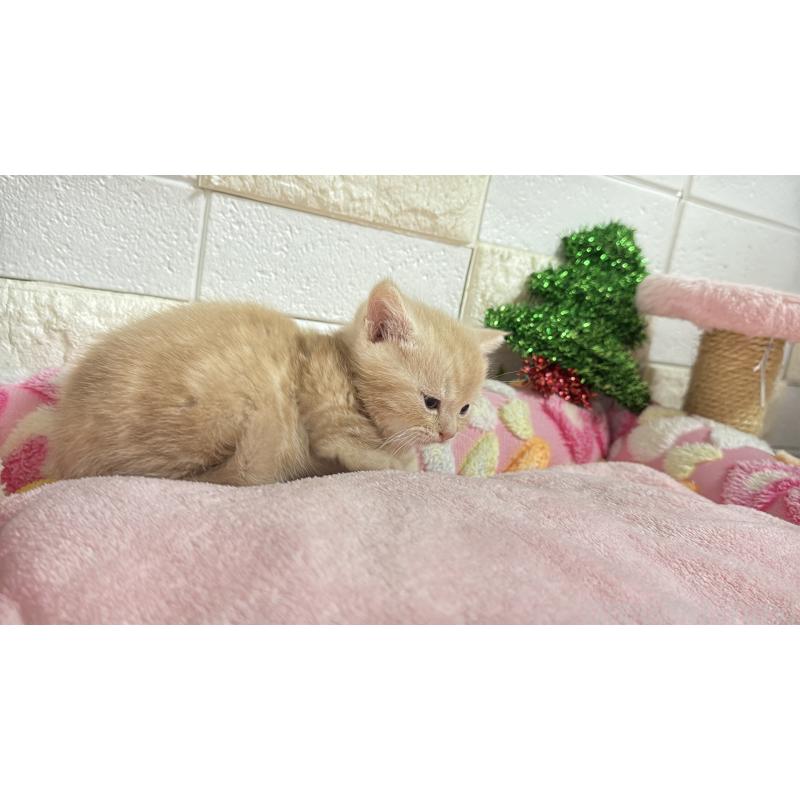 販売中の埼玉県のマンチカン(短足)-133574の4枚目