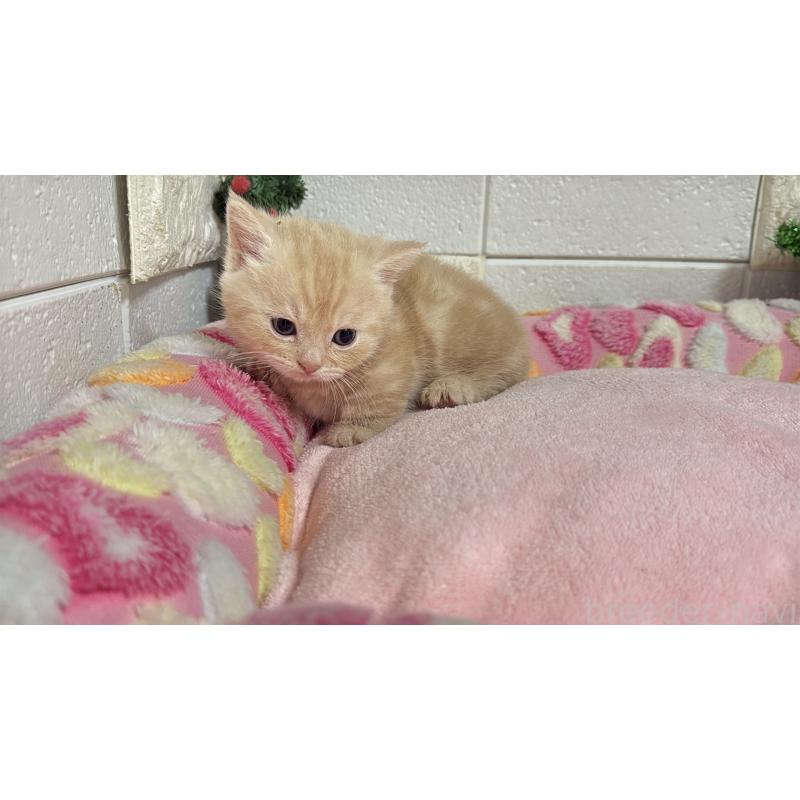 販売中の埼玉県のマンチカン(短足)-133574の3枚目