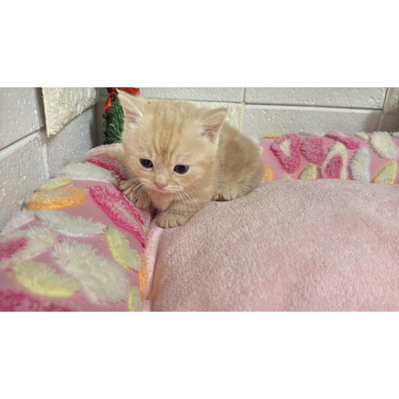 販売中の埼玉県のマンチカン(短足)-133574の2枚目