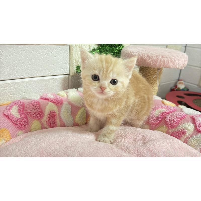 販売中の埼玉県のマンチカン-133575