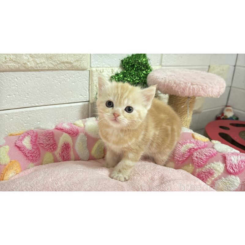 販売中の埼玉県のマンチカン-133575の12枚目