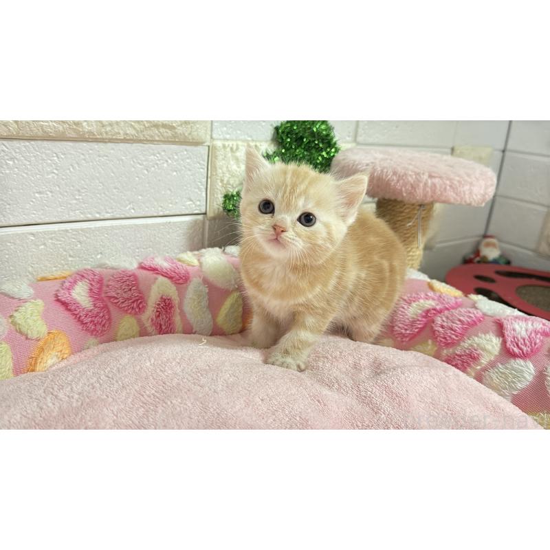 販売中の埼玉県のマンチカン-133575の11枚目