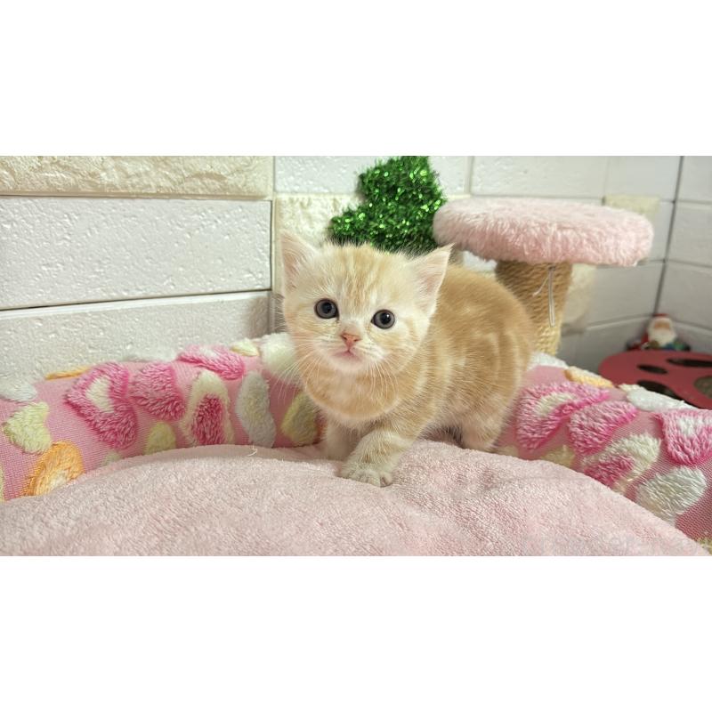 販売中の埼玉県のマンチカン-133575の10枚目