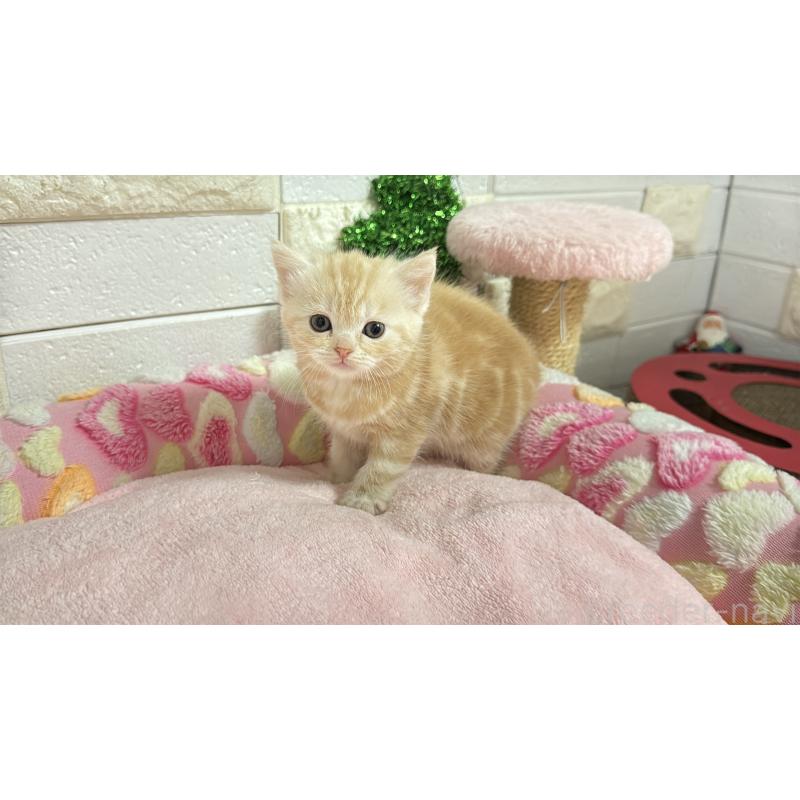 販売中の埼玉県のマンチカン-133575の9枚目