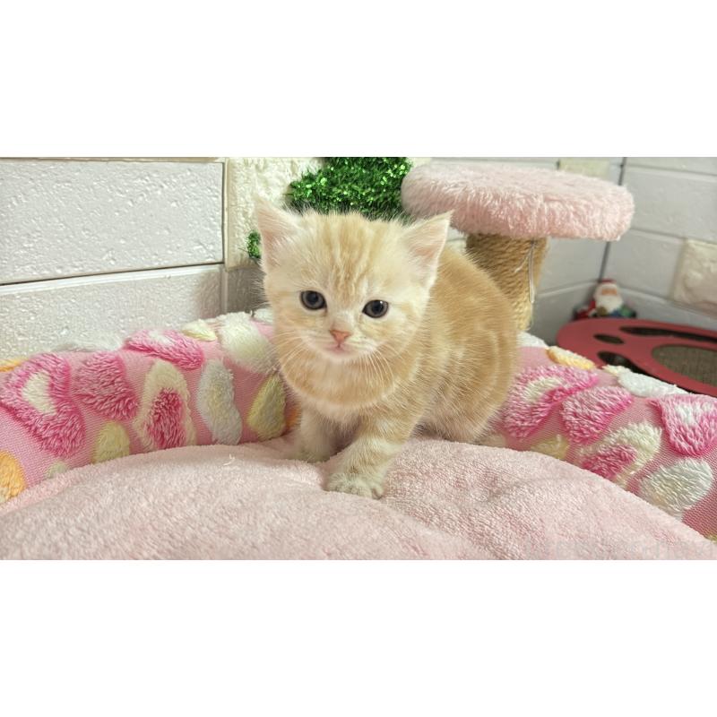 販売中の埼玉県のマンチカン-133575の8枚目