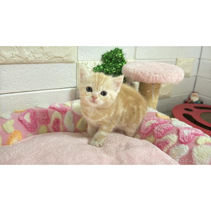 販売中の埼玉県のマンチカン-133575の7枚目