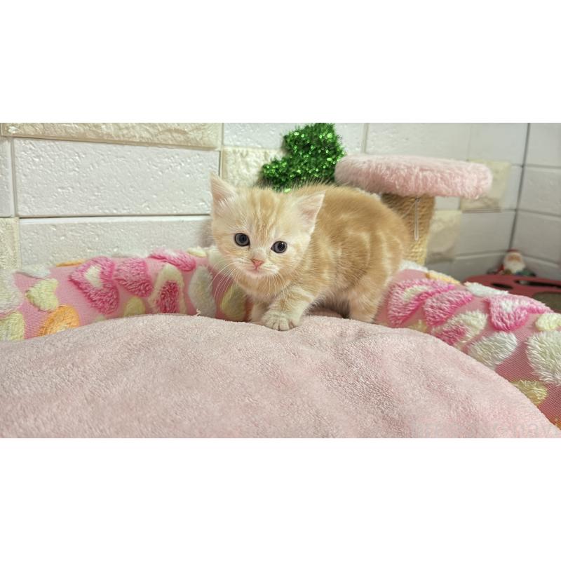 販売中の埼玉県のマンチカン-133575の6枚目