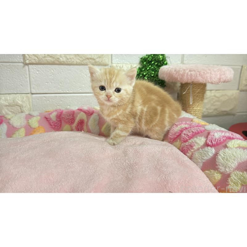 販売中の埼玉県のマンチカン-133575の5枚目