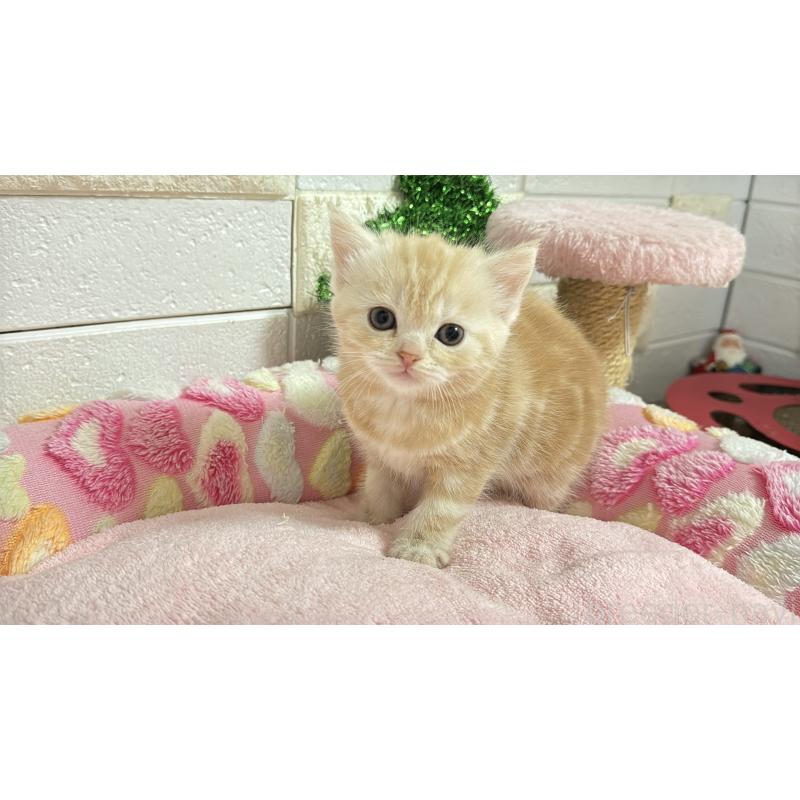 販売中の埼玉県のマンチカン-133575の4枚目