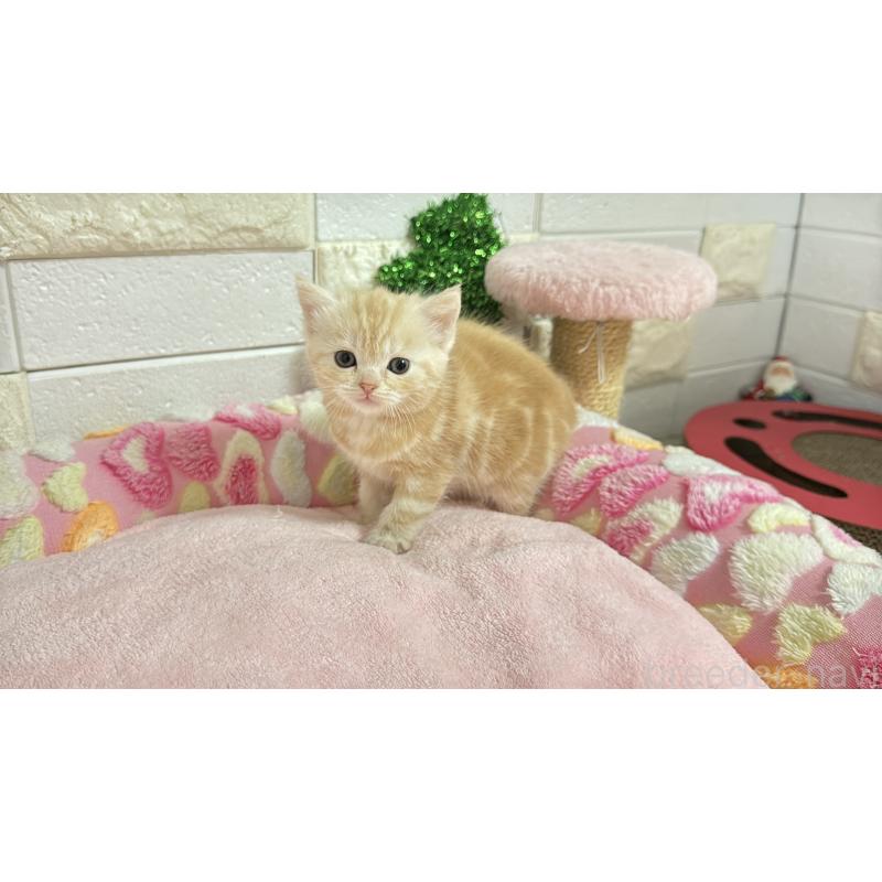 販売中の埼玉県のマンチカン-133575の3枚目