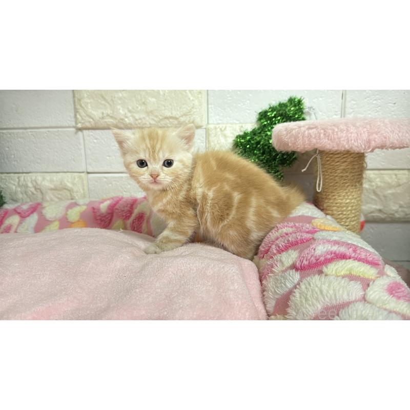 販売中の埼玉県のマンチカン-133575の2枚目